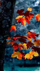 Description- This stunning Iphone background features a bright yellow autumn tree tucked into a shoreline. The perfect way to embrace the beautiful Fall season! fall iphone wallpaper