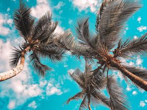 Desktop 4K Coconut Palms desktop 4k wallpaper