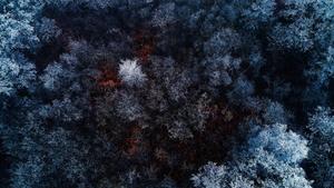 Desktop 4K Forest Aerial View desktop 4k wallpaper