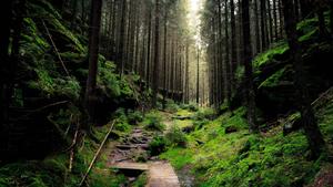 Desktop 4K Lush Green Forest desktop 4k wallpaper