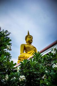 Dharma in Nature - The Golden Buddha behind Leaves buddha wallpaper