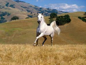 Dignified Beauty of a Powerful Horse