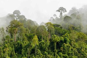 Discover the Magical World of Forest forest wallpaper