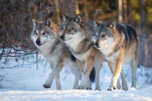 Discovering His Place In Nature wolf wallpaper