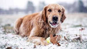 Dog Playing During Winter winter wallpaper