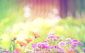 Dreamy Spring Season spring wallpaper