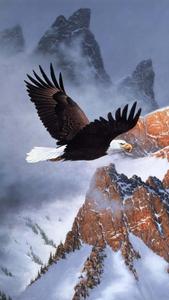 Eagle Flies Iphone eagle iphone wallpaper
