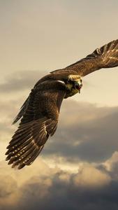 Eagle Flying High Iphone eagle iphone wallpaper