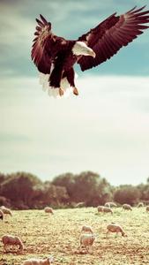 Eagle Hunting Iphone eagle iphone wallpaper
