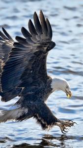 Eagle Hunting Iphone eagle iphone wallpaper
