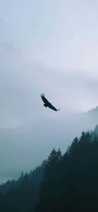 Eagle Over Horizon Iphone eagle iphone wallpaper