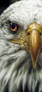 Eagle Up Close Iphone eagle iphone wallpaper