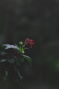 Elegant Floral Design Girly Lock Screen for iPhone girly lock screen iphone wallpaper