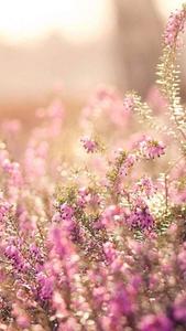 Elegant Floral Pretty Phone Background pretty phone wallpaper