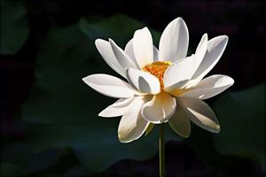 Elegant White Lotus Flower Picture flower wallpaper