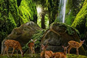 Embrace nature in this sunny forest. forest wallpaper