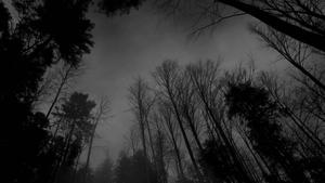 Embrace the beauty of a Black Aesthetic - a tall, tree-lined landscape black aesthetic wallpaper