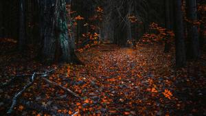 Embrace the beauty of autumn with vivid colors 8k wallpaper