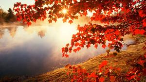 Embrace the beauty of Fall fall wallpaper