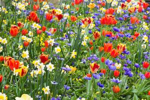 Embrace The Beauty of Spring spring wallpaper
