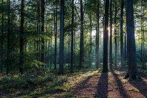 Embracing the Calm of the Forest forest wallpaper