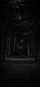 Empty Forest iPhone Dark iphone dark wallpaper