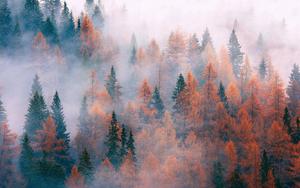 Enchanted Autumn - Foggy Pine Forest fall aesthetic wallpaper