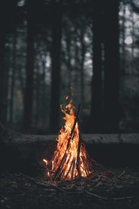 Enchanting Forest Trail Home Screen home screen wallpaper