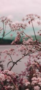 Enchanting Girly Charm – A Burst of Pink and Cuteness cute girly wallpaper