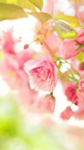 Enchanting Nature Phone Wallpaper Wallpaper