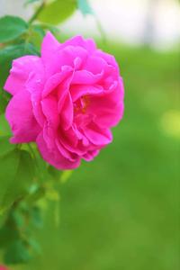 Enchanting Purple Flower in Nature nature flower wallpaper