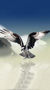 Enjoy a bird's-eye view of the world with Eagle iPhone! eagle iphone wallpaper