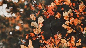 Enjoy a cozy Fall with a beautiful aesthetic background fall aesthetic wallpaper