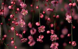 Enjoy a soft pink blooming flower flower wallpaper