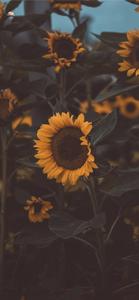 Enjoy a sunny day with your new iPhone 11! iphone 11 wallpaper