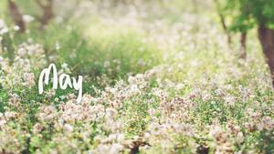 Enjoy a walk through the lush and vibrant wildflower meadows in May may wallpaper