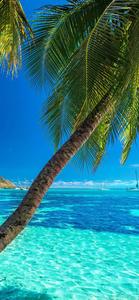 Enjoy summer with comfort and convenience of an iPhone summer iphone wallpaper