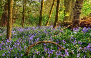 Enjoy the beautiful colors of spring! spring wallpaper