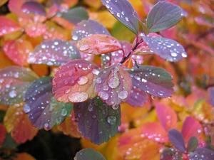 Enjoy the beautiful morning with the dew on the leaves beautiful wallpaper