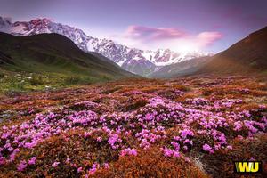 Enjoy the beauty of a flower field this Spring spring desktop wallpaper