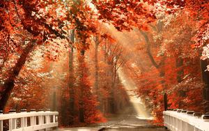 Enjoy the beauty of Fall foliage fall wallpaper