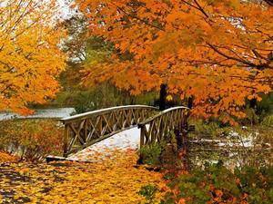 Enjoy the beauty of fall with a peaceful walk in the woods fall wallpaper