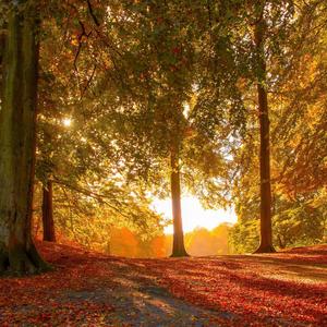 Enjoy the beauty of fall with its vibrant colors! fall wallpaper