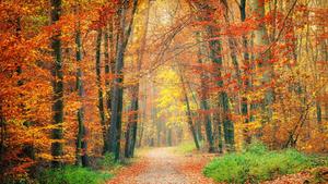 Enjoy the beauty of fall with vibrant trees and a scenic creek fall wallpaper