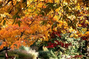 Enjoy the Beauty of Fall fall wallpaper