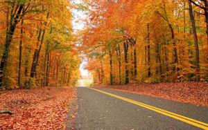 Enjoy the beauty of nature with a fall stroll fall wallpaper