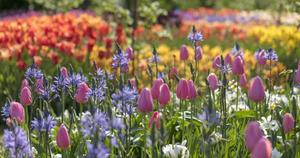 Enjoy the beauty of spring. spring wallpaper