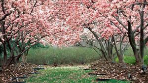 Enjoy the beauty of spring with a seemingly endless row of pink cherry blossom trees. spring desktop wallpaper