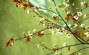 Enjoy the Beauty of Spring with these Colorful Flowers spring desktop wallpaper
