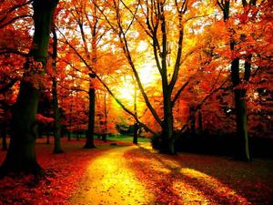 Enjoy the beauty of the changing environment in autumn fall wallpaper